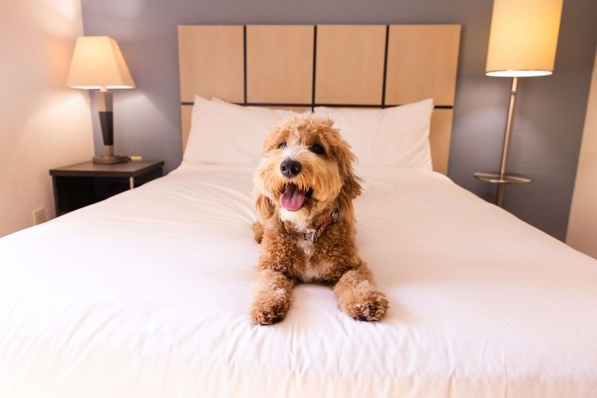 Warrenville Sonesta Simply Suites Chicago Naperville מראה חיצוני תמונה